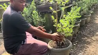 Review Harga Bonsai murah tapi gak murahan !!!