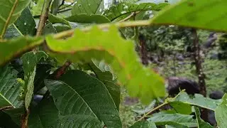 DOMESTIC SILK MOTH (insect)