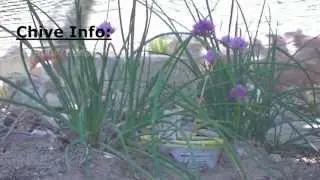 Chives Flowering - May 2013 - How To