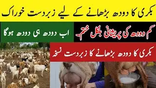 Best feed for increase goat milk | Bakri ka doodh barhane ke liye khurak | Bakri ka doodh