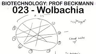 Biotechnology 023: Wolbachia Introduction