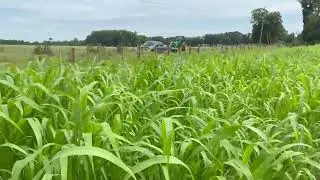 Barricade food plot seed week 4 growth. #antlerking #foodplot #foodplotseed #dovehunting
