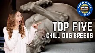 The Top 5 Chill Dog Breeds [4K]