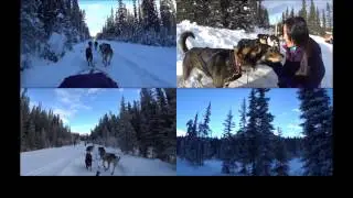 Great Divide Dogsled Tour