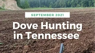 Dove Hunting in Tennessee
