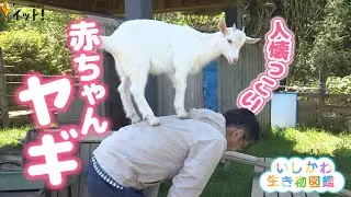 サービスエリアの人気者！人懐っこい“ヤギの双子の赤ちゃん”（いしかわ生き物図鑑 #4）