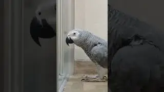 Попугай Гоша#Хорошка. В поисках... Мурзика 🤔🙂