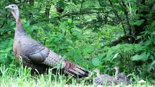 Wild Turkey Hen Assembly Call to Poults