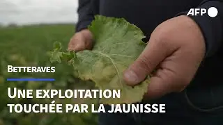 Loi Duplomb: l'ac&eacute;tamipride r&eacute;clam&eacute; par les agriculteurs | AFP