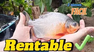 🚀 C&Oacute;MO CRIAR CACHAMA O TILAPIA: Gu&iacute;a RENTABLE y EFICIENTE 🐟 | De 0 a COSECHA en 3 MESES #acuicultura
