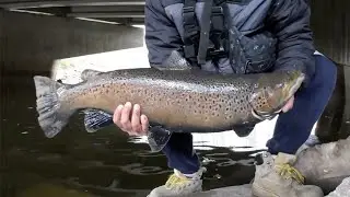 river bank fishing for fall trout