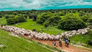 Muita lida no nortão do Goiás…