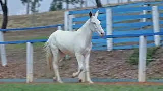 25 Prateada da Boi Branco