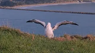 Royal Albatross Chick Stretches Wings, Takes a Seat In New Zealand | DOC | Cornell Lab