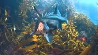 Longsnout boarfish - south coast of NSW