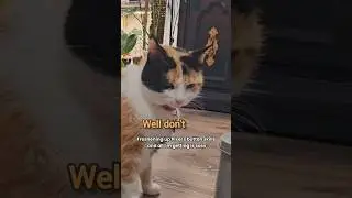 У этого кота непревзойденная дерзость.