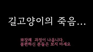 길고양이의 죽음...