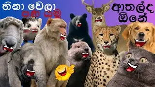 Animal Athal Katha | Sinhala Sattu Athal | Sinhala Meme Athal | Funny Sinhala Meme