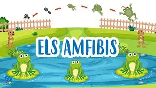 Els amfibis | V&iacute;deos educatius per a nens en llengua catalana