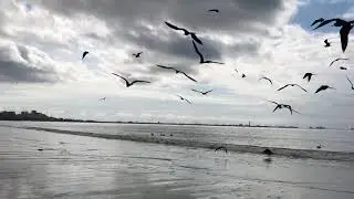 Birds Flying video background