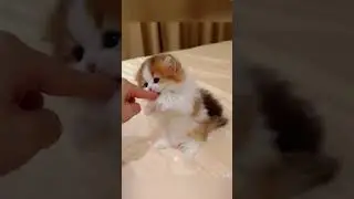 The Cutest Cat You'll See Today 😻💕 #cat #kitten #shorts #funny #cute