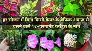 हर सीजन में बिना किसी केयर के बेफ्रिक अंदाज से चलने वाले 17+परमानेंट प्लांट्स के नाम.