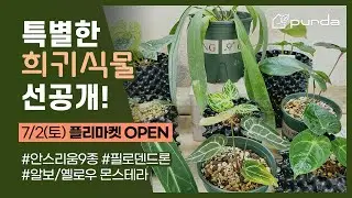 [ 7/2 푸르다 1회 플리마켓 OPEN ] │희귀식물마켓 