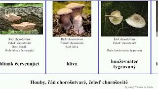 Houby, ř&aacute;d choro&scaron;otvar&eacute;, čeleď choro&scaron;ovit&eacute; outkovka bělochoro&scaron; fungus troudnatec s&iacute;ťkovec hlin&aacute;k