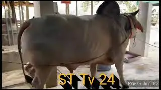 Gabtoli Cow new collection 2021 | Gabtoli Cow  collection 2021 | Gabtoli gorur haat 2021 / St tv 24