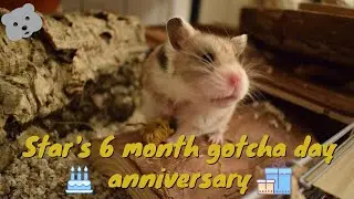 Star's 6 month gotcha day anniversary celebrations | Cosmic Hamsters