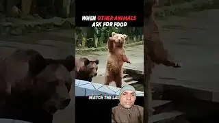 Other Animals Beg for Food&hellip; But Chimpanzees Strike a Pose 😎🐒