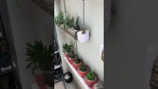cactus and succulent arrangements ideas #cactus #succulent #gardeningtips #cactus #succulentsideas