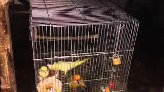 Sun conure 