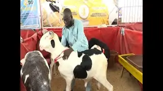 EN Route Vers la Foire Bergerie Touba Almouridiya TELEPHON   77  214  27  44