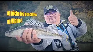 On cherche les percidés en Vilaine !