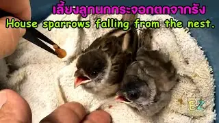 เลี้ยงลูกนกกระจอกตกจากรัง Raising house sparrows falling from the nest.