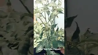 || Cabai P*rn* || Red Peter Pepper ||