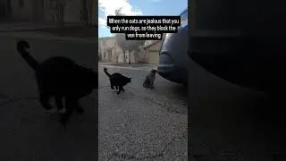 Каждый миг моей жизни полон удовлетворения #rundawg #mobiledoggym #dogexercise