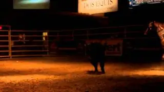 ELVIS & Spencer Fortner. Big D Mini Bucking Bulls at Cowboys in San Antonio PBR touring pro
