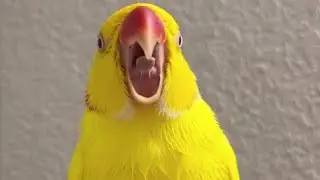 Talking Yellow Ringneck Parrot | Smart Bird #parrot #talking #yellow #ringneck #viral #video