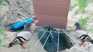 Unique Big Basket Pigeon Trap | How To Make Pigeon Trap@Plantrap689