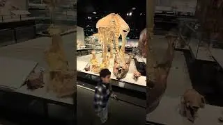 #royalalbertamuseum my sons exploring the history of Canada Alberta