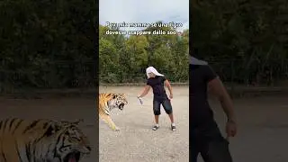 MIA MAMMA SE UNA TIGRE DOVESSE SCAPPARE DALLO ZOO!🐅 #ridere#tigre#zoo#ironia#mamma #perte #sketch