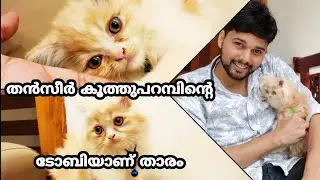 ന്യൂ ടോബിയും തൻസീറും l TOBBY l Thanseer koothuparamba New Cat l  baby Cat funny Video