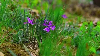 Wildflower - 38689.mp4