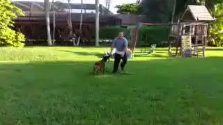 KNPV Lines Personal Protection Dogs for Sale