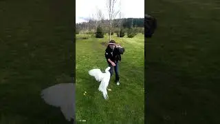 This Prison Replaced Guard Dogs with Geese &mdash; And Escape Attempts Dropped
