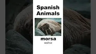 Learn Spanish Vocabulary Words...Animals (SimpleSpanish)