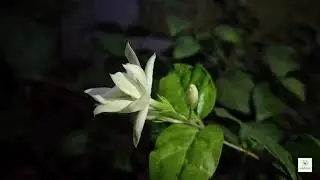 Timelapse - Watching Mogra flower bloom..... 🤩😍❤️❤️🌼🌼