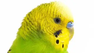 Don't fight in the new year 🦜नए साल में लड़ाई मत करो। 🐦